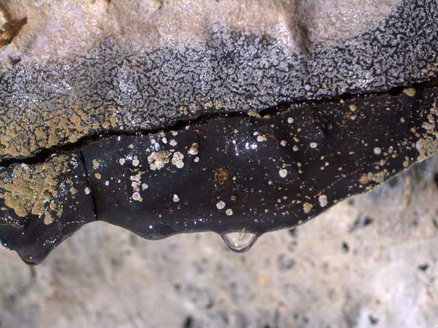 Microbial Growth in Kula Kai Caverns