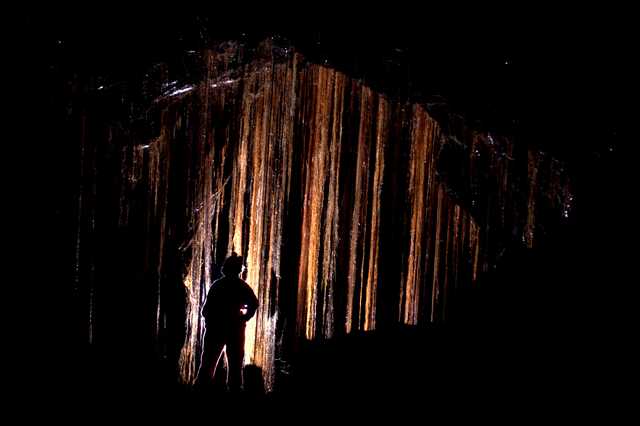 The Enchanted Forest in Xanadu Cave